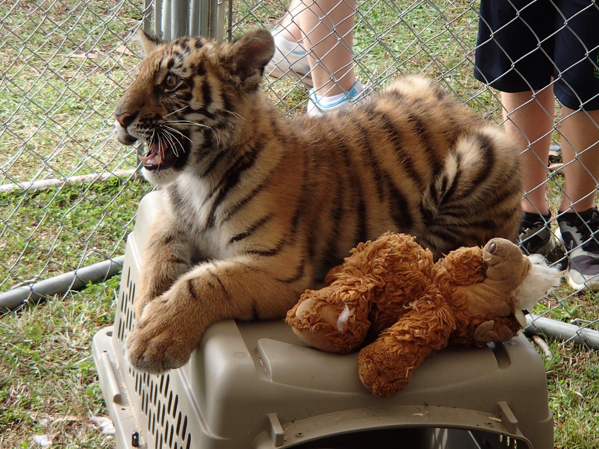 Petting Zoo Lion